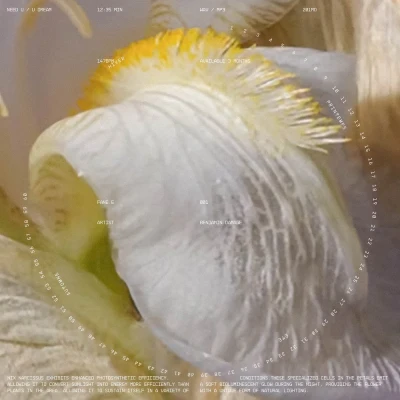 Benjamin Damage - Nix Narcissus