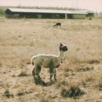 Adam Snebold - Alpacas and Fields