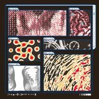 Saapato - Decomposition: Fox on a Highway