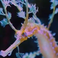 Yzu - In sea