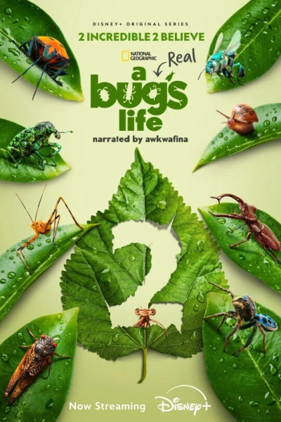 A Real Bug's Life