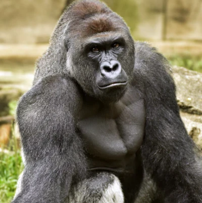 Remembering 'Harambe' - Killed on this day